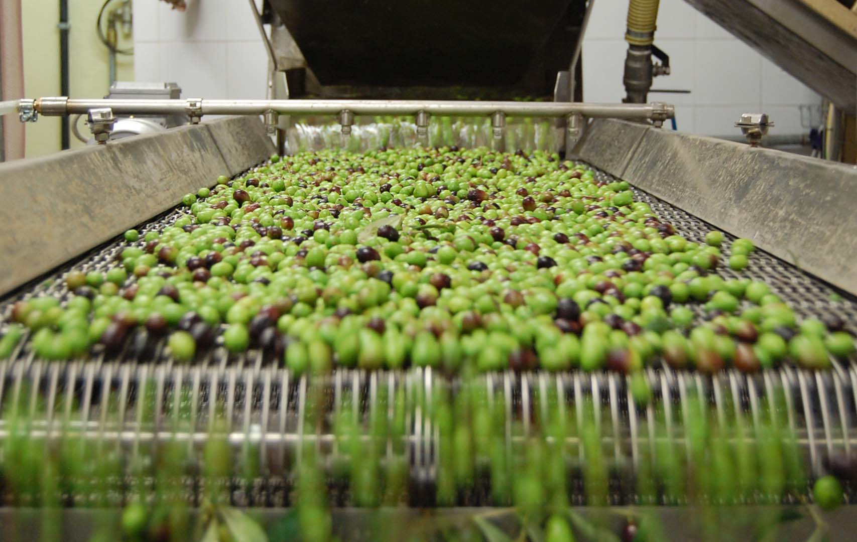 The Olive Oil Co
