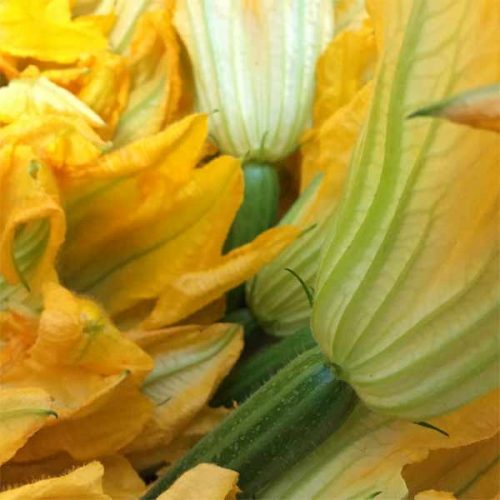 Wild Country Organics