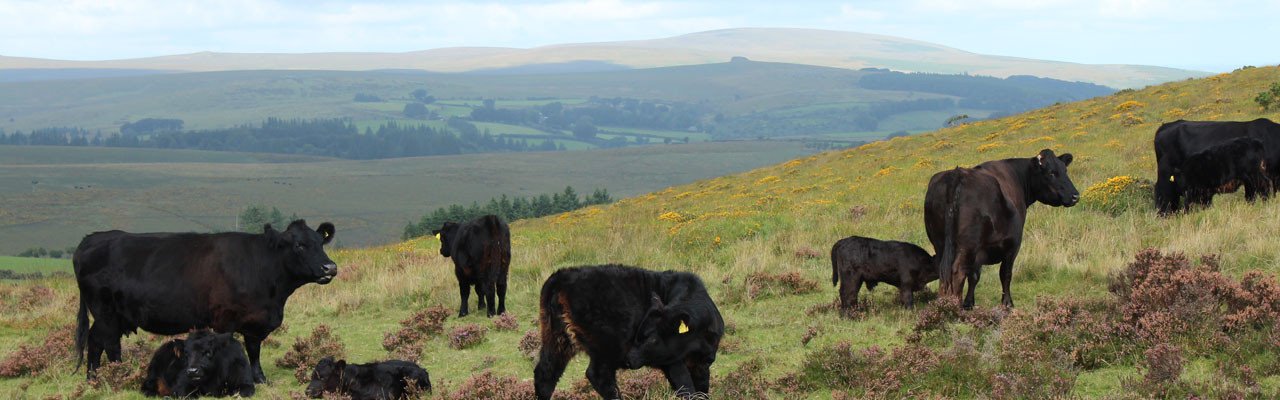 Wild Beef